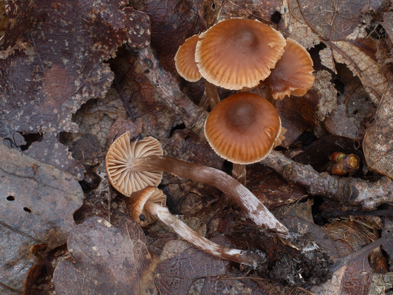 Cortinarius intempestivus Cortinarius intempestivus